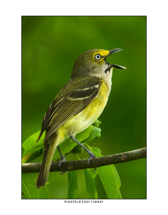 9455 white eyed vireo.jpg